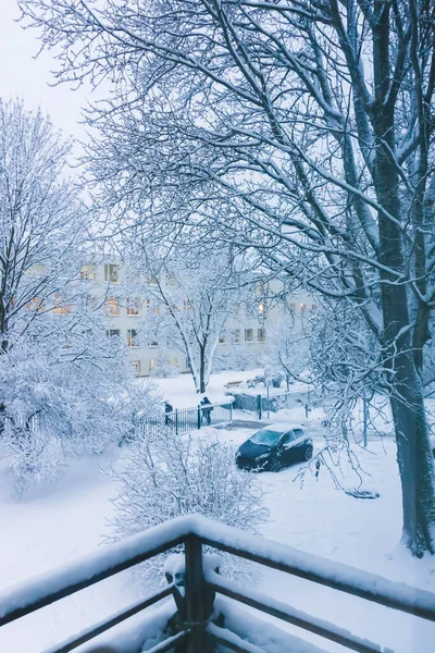 Снігові Дерева Міському Парку — стокове фото