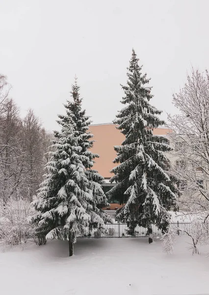 Snow Covered Trees Urban Park — ストック写真