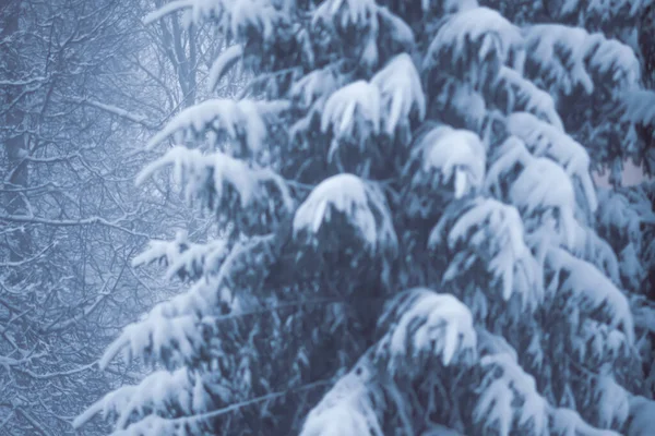 Blurred Winter Nature Background — Stock Photo, Image