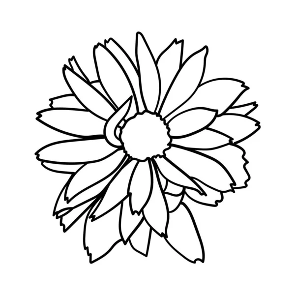 Rudbeckia Daisy Flower Vector Illustration — Vetor de Stock