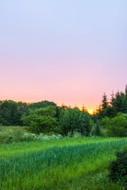 yeşil alan ile peyzaj.