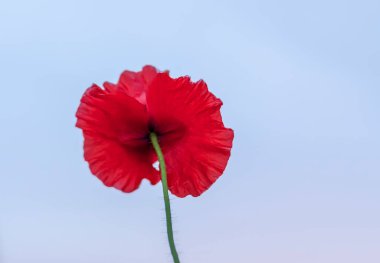 Mavi gökyüzü arka plan üzerinde kırmızı gelincik