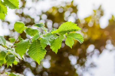 Yaz doğası detayları. Ormandaki vahşi gölün yakınındaki ıslak yerde yeşil çimenler ve yapraklar..