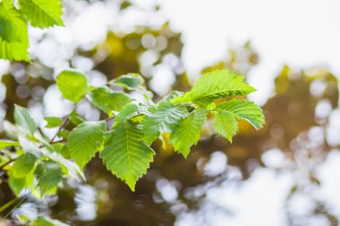 Yaz doğası detayları. Ormandaki vahşi gölün yakınındaki ıslak yerde yeşil çimenler ve yapraklar..