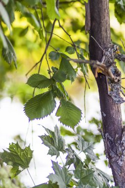 Yaz doğası detayları. Ormandaki vahşi gölün yakınındaki ıslak yerde yeşil çimenler ve yapraklar..