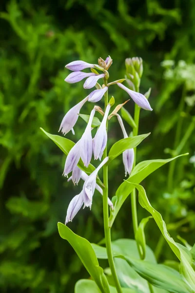 Çiçek mevsiminde Hosta tesisi.