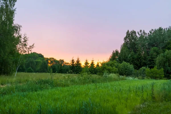 Landscape Green Field — Stock Photo, Image