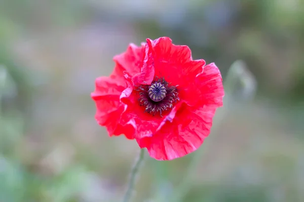 红罂粟一朵花闭合 — 图库照片