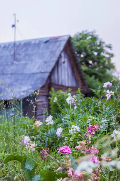분홍빛 꽃피는 계절에 아름다운 정원의 — 스톡 사진