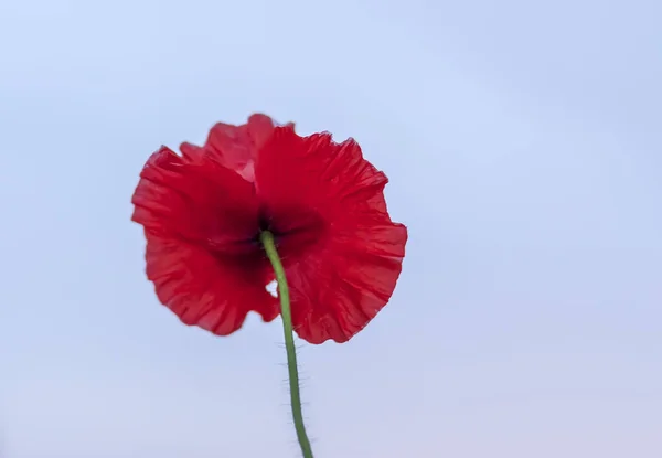 Rode Papavers Blauwe Hemelachtergrond — Stockfoto