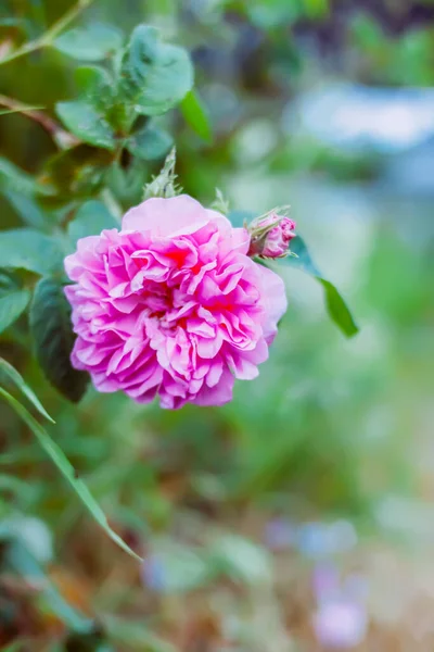 Rosas Rosadas Hermosas Flores Jardín Temporada Floración — Foto de Stock