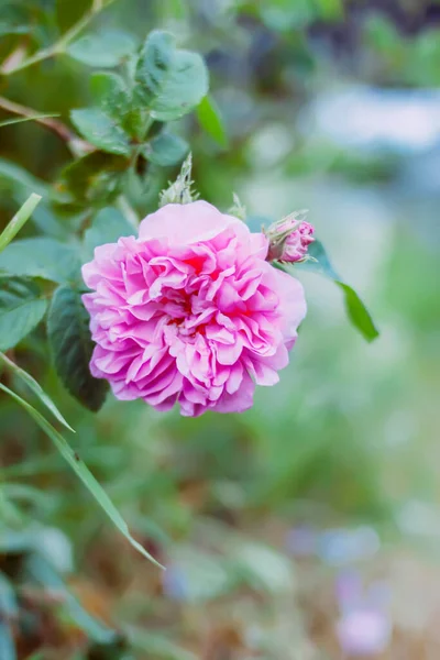 Rosas Rosadas Hermosas Flores Jardín Temporada Floración —  Fotos de Stock