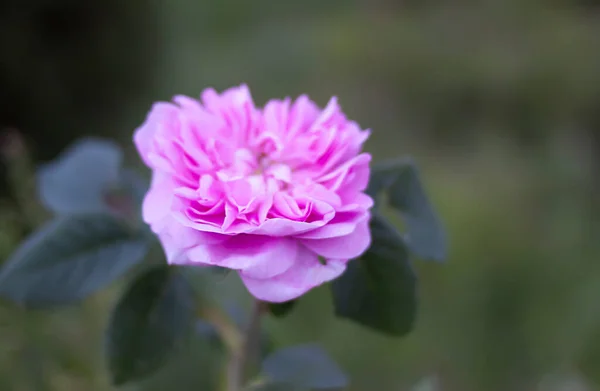 Rosarote Rosen Schöne Gartenblumen Der Blütezeit — Stockfoto