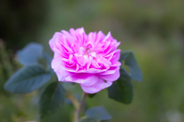 Różowe Róże Piękne Kwiaty Ogrodowe Sezonie Kwitnienia — Zdjęcie stockowe