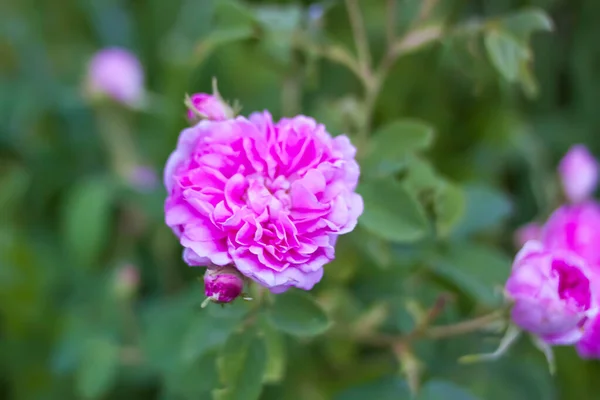 ピンクのバラ 開花期の美しい庭の花 — ストック写真
