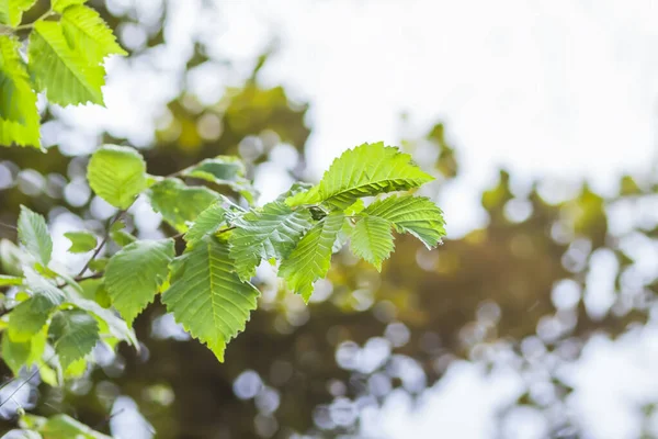 Yaz doğası detayları. Ormandaki vahşi gölün yakınındaki ıslak yerde yeşil çimenler ve yapraklar..