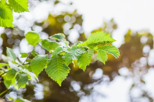 Yaz doğası detayları. Ormandaki vahşi gölün yakınındaki ıslak yerde yeşil çimenler ve yapraklar..