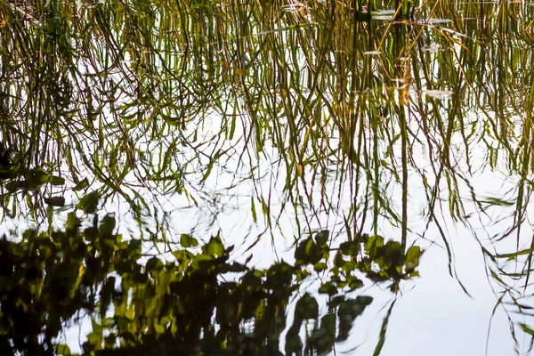 Zomer Natuur Details Groen Gras Gebladerte Natte Plaats Buurt Van — Stockfoto