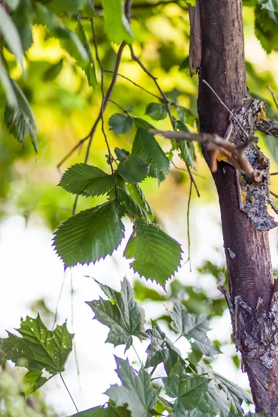 Yaz doğası detayları. Ormandaki vahşi gölün yakınındaki ıslak yerde yeşil çimenler ve yapraklar..