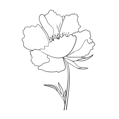 Şakayık çiçeği. Çizilmiş vektör illüstrasyonu.