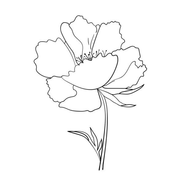 Pioenenbloem Getekende Vectorillustratie — Stockvector