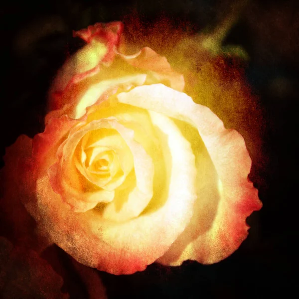 Fond Floral Grunge Abstrait Avec Des Roses Jaunes — Photo