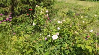 Rüzgarda sallanan kır çiçeklerinin yakın görüntüsü