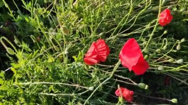 Kırmızı gelincik bahçesi çiçekleri. 