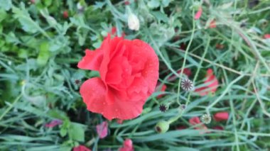 Kırmızı gelincik bahçesi çiçekleri. 