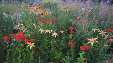 Parlak güzel bahçe çiçekleri