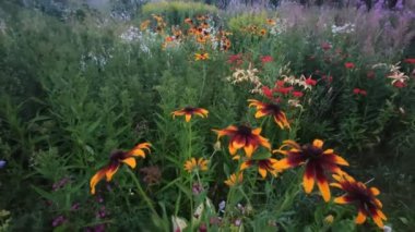 Ormanın yakınındaki kır çiçeklerinin çeşitliliği