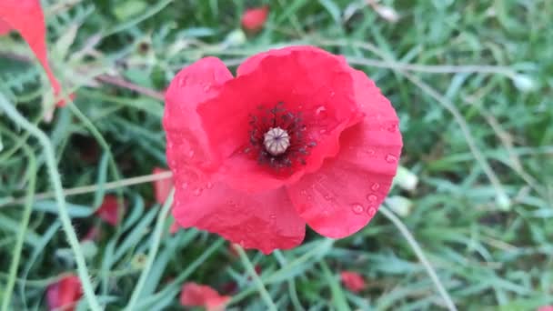 Red Poppy Garden Flowers — Stock Video