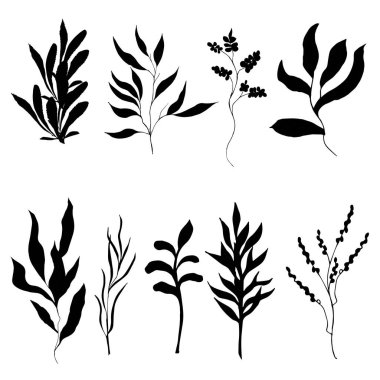 Beyaz bir arka planda kesilmiş dallar ve yapraklar. Bitkilerin botanik çizimi, siyah siluetler.