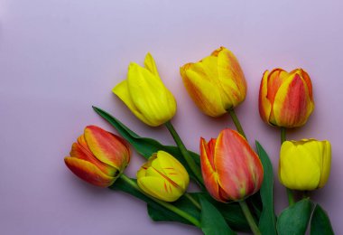 Lalenin yaratıcı bileşimi. Tatiller ve aşk konsepti. Kadınlar Günü, Sevgililer Günü. Tebrik kartı. Boşluğu kopyala. 