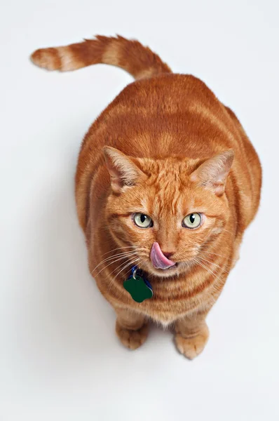 En fet orange Tabbykatt sittande, tittar upp och slickar hans käft — Stockfoto