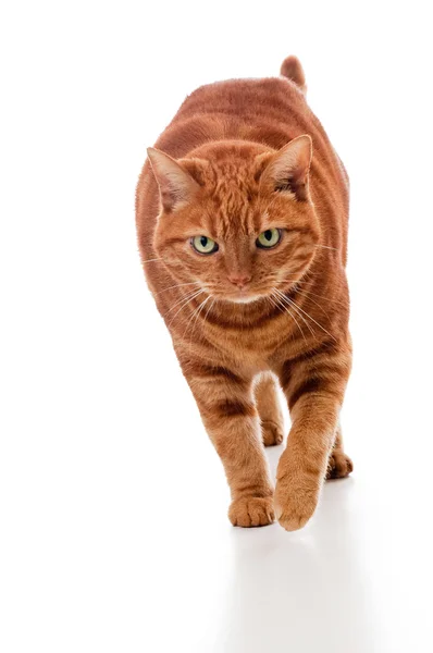 En orange Tabbykatt promenader — Stockfoto