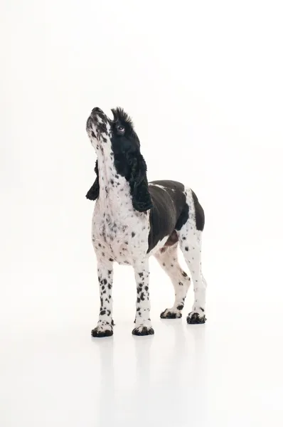 Um cão Cockalier Spaniel preto e branco — Fotografia de Stock