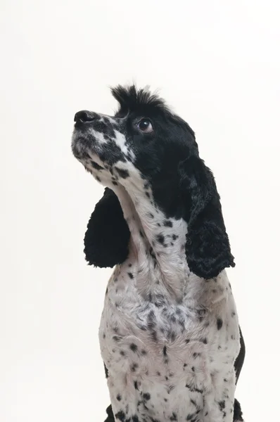 Siyah beyaz cockalier spaniel köpek oturma ve yukarıya bakıyor. — Stok fotoğraf