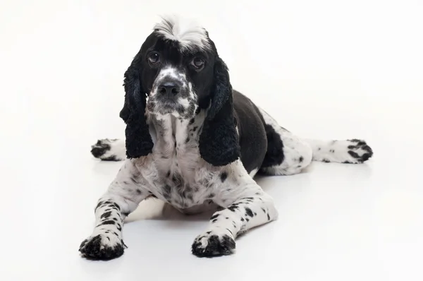 Un Cockalier Spaniel Dog couché et levant les yeux . — Photo