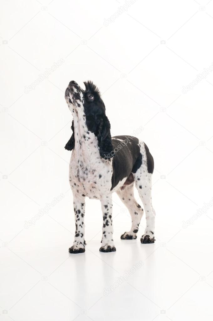 A black and white Cockalier Spaniel dog