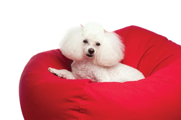 Bedårande vita leksak poodle kröp i en röd böna väska stol. — Stockfoto