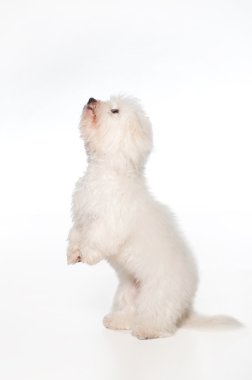 Ayağa kalkmak ve yalvarıyor bir beyaz, 7 ay önce coton de tulear köpek,.