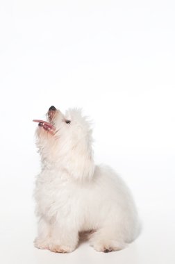 bir beyaz, 7 ay önce coton de tulear köpek beklenti ile seyir