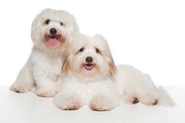 iki beyaz, 7 ay önce coton de tulear littermates.