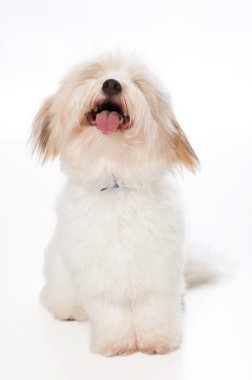 mutlu, beyaz, 7 ay önce coton de tulear köpek oturuyor.