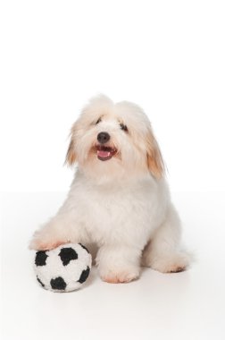 bir oyuncak futbol topuyla oynayan beyaz 7 aylık coton de tulear köpek,.