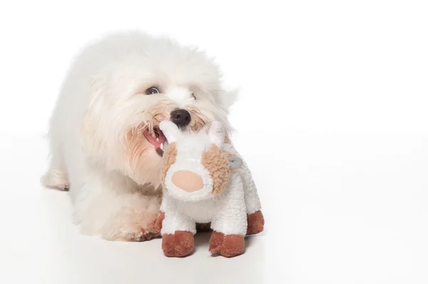 Içi doldurulmuş bir hayvan ile oynayan beyaz pamuk de tulear köpek. — Stok fotoğraf