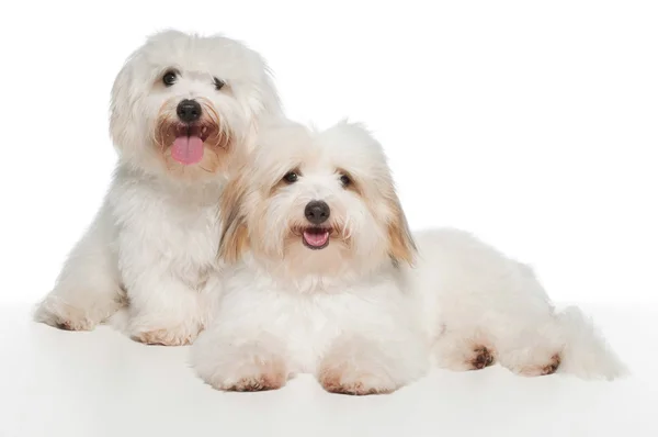 Dois brancos, 7 meses, colegas de cama de Coton de Tulear . — Fotografia de Stock