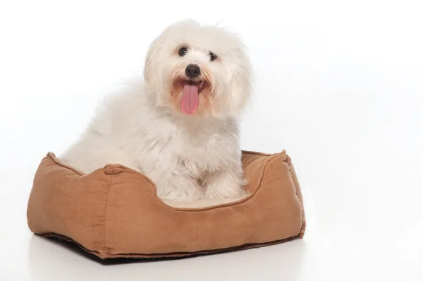 Branco, 7 meses de idade Coton de Tulear cão, sentado em sua cama de cachorro . — Fotografia de Stock