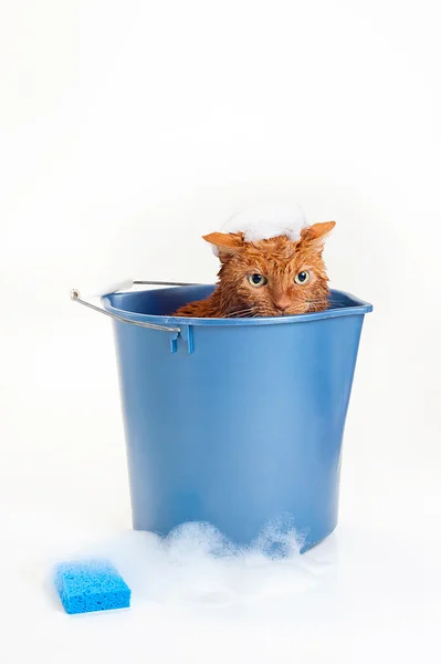 Bath time for a wet and unhappy orange Tabby cat sitting inside of a blue plastic wash bucket with suds and a blue sponge. — Stock Photo, Image